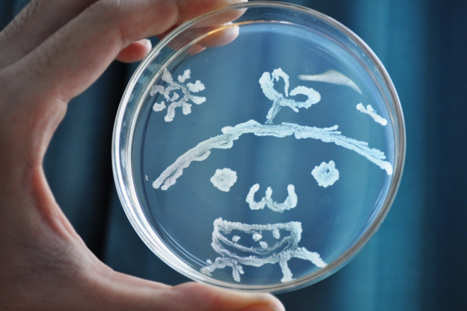 首页 动态 学院新闻 通过菌落绘图大赛的形式,学生进一步了解到微生物
