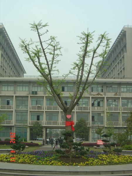 银杏树寄托美好祝福