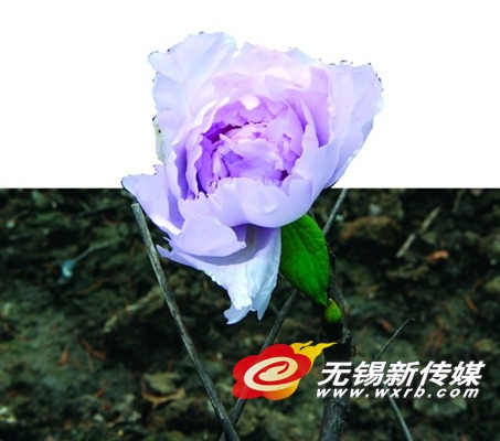 牡丹园里新开出难得一见的粉色牡丹