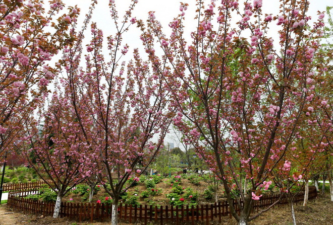杂花生树