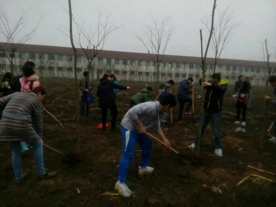 同学们协作植树、辛勤劳动