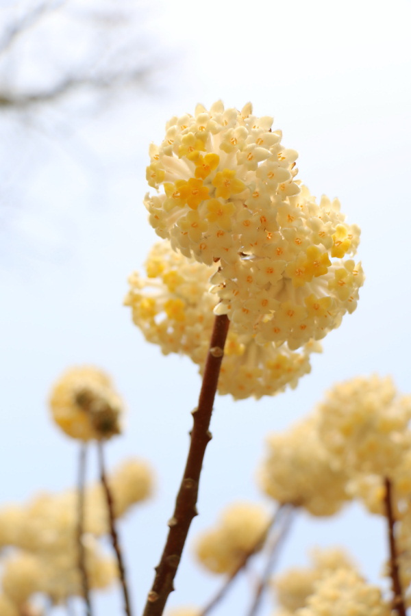 锦簇花铃